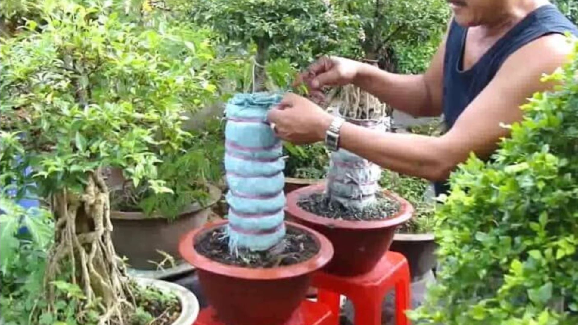 C&aacute;ch trồng c&acirc;y Hồng Ngọc Mai